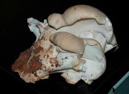 Attēlu rezultāti vaicājumam “Postia tephroleucus”