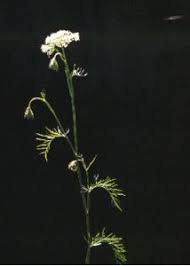 Attēlu rezultāti vaicājumam “Cnidium dubium”