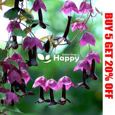 Image result for Rhodochiton atrosanguineum