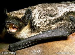 Attēlu rezultāti vaicājumam “Vespertilio murinus”