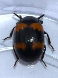 Attēlu rezultāti vaicājumam “Tenebrionidae”