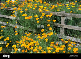 Image result for Meconopsis cambrica