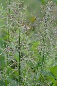 Attēlu rezultāti vaicājumam “Comatricha pulchella stalked”