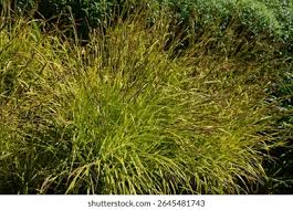 Attēlu rezultāti vaicājumam “Carex elata”