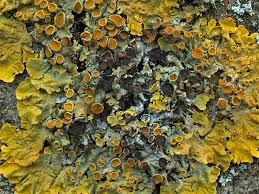 Attēlu rezultāti vaicājumam “Xanthoriicola physciae”