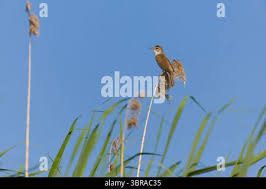 Attēlu rezultāti vaicājumam “Acrocephalus arundinaceus adult”