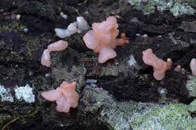 Attēlu rezultāti vaicājumam “Craterocolla cerasi”