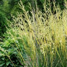 Attēlu rezultāti vaicājumam “Festuca altissima flower”