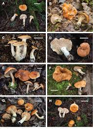 Attēlu rezultāti vaicājumam “Hydnum sp.”