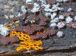 Attēlu rezultāti vaicājumam “Hemitrichia serpula spores”