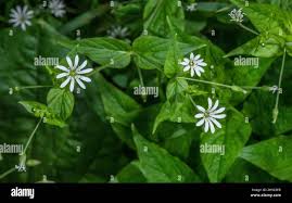 Attēlu rezultāti vaicājumam “Stellaria nemorum flower”