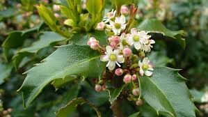 Attēlu rezultāti vaicājumam “Ilex x meserveae”