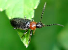 Attēlu rezultāti vaicājumam “Pyrochroidae”