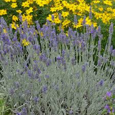 Attēlu rezultāti vaicājumam “Lavandula angustifolia”