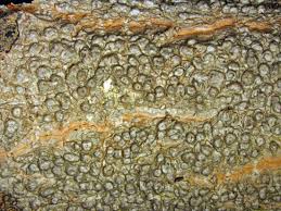 Attēlu rezultāti vaicājumam “Pertusaria leioplaca”