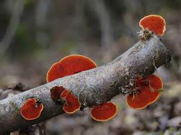 Attēlu rezultāti vaicājumam “Pycnoporus cinnabarinus”