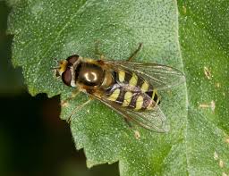 Attēlu rezultāti vaicājumam “Eupeodes corollae”