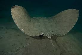 Image result for Gymnura altavela