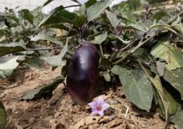 Afbeeldingsresultaat voor slim jim eggplant