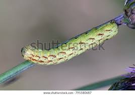 Attēlu rezultāti vaicājumam “Lacanobia contigua”