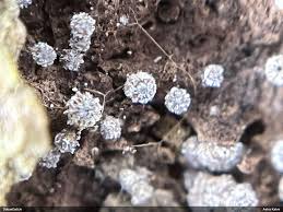 Attēlu rezultāti vaicājumam “Physarum braunianum macro”