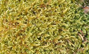 Attēlu rezultāti vaicājumam “Lophozia longidens”