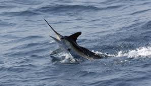 Image result for Kajikia albida