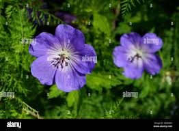 Attēlu rezultāti vaicājumam “Geranium sylvaticum”