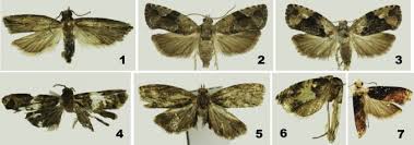 Attēlu rezultāti vaicājumam “Tortricidae”