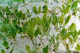 Attēlu rezultāti vaicājumam “Hydrocharitaceae”