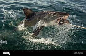 Image result for Carcharodon carcharias