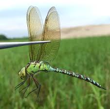 Attēlu rezultāti vaicājumam “Aeshna viridis”