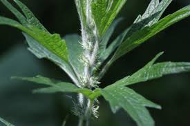 Attēlu rezultāti vaicājumam “Leonurus quinquelobatus leaf”