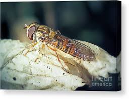 Attēlu rezultāti vaicājumam “Episyrphus balteatus”