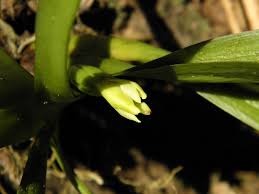 Attēlu rezultāti vaicājumam “Heterotrichia oerstedii (syn. Arcyria oerstedii) sessile”