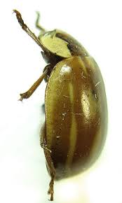 Attēlu rezultāti vaicājumam “Myzia oblongoguttata”