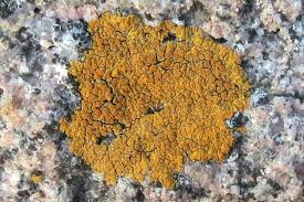 Attēlu rezultāti vaicājumam “Caloplaca scopularis”