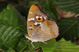 Attēlu rezultāti vaicājumam “Apatura ilia”