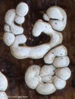 Attēlu rezultāti vaicājumam “Physarum daamsii”