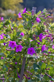 Image result for Mirabilis jalapa