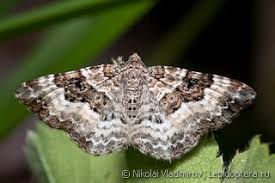 Attēlu rezultāti vaicājumam “Epirhoe tristata”