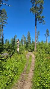 Attēlu rezultāti vaicājumam “Vacciniina optilete female”