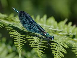Attēlu rezultāti vaicājumam “Calopteryx virgo male”