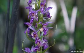 Attēlu rezultāti vaicājumam “Dactylorhiza maculata flower”