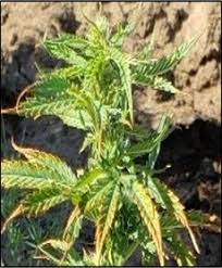 Attēlu rezultāti vaicājumam “Cannabis sativa”