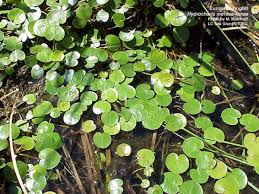 Attēlu rezultāti vaicājumam “Hydrocharis morsus-ranae fruit”