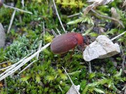 Attēlu rezultāti vaicājumam “Serica brunnea”