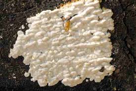 Attēlu rezultāti vaicājumam “Antrodia xantha”