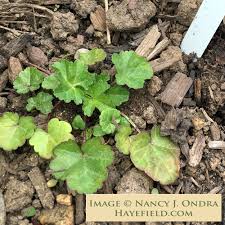 Attēlu rezultāti vaicājumam “Malva moschata leaf”
