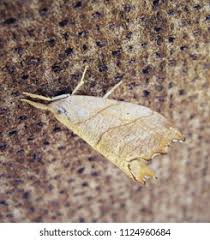 Attēlu rezultāti vaicājumam “Falcaria lacertinaria”